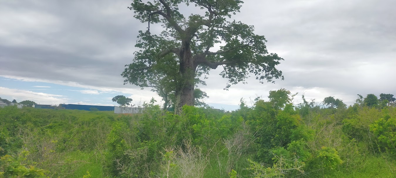 oppo_0 Mavueni Phase2 plots Kilifi