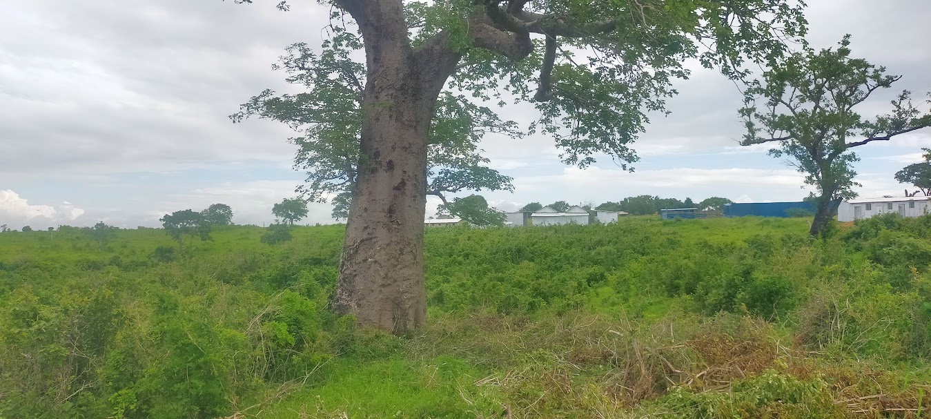 oppo_0 Mavueni Phase2 plots Kilifi
