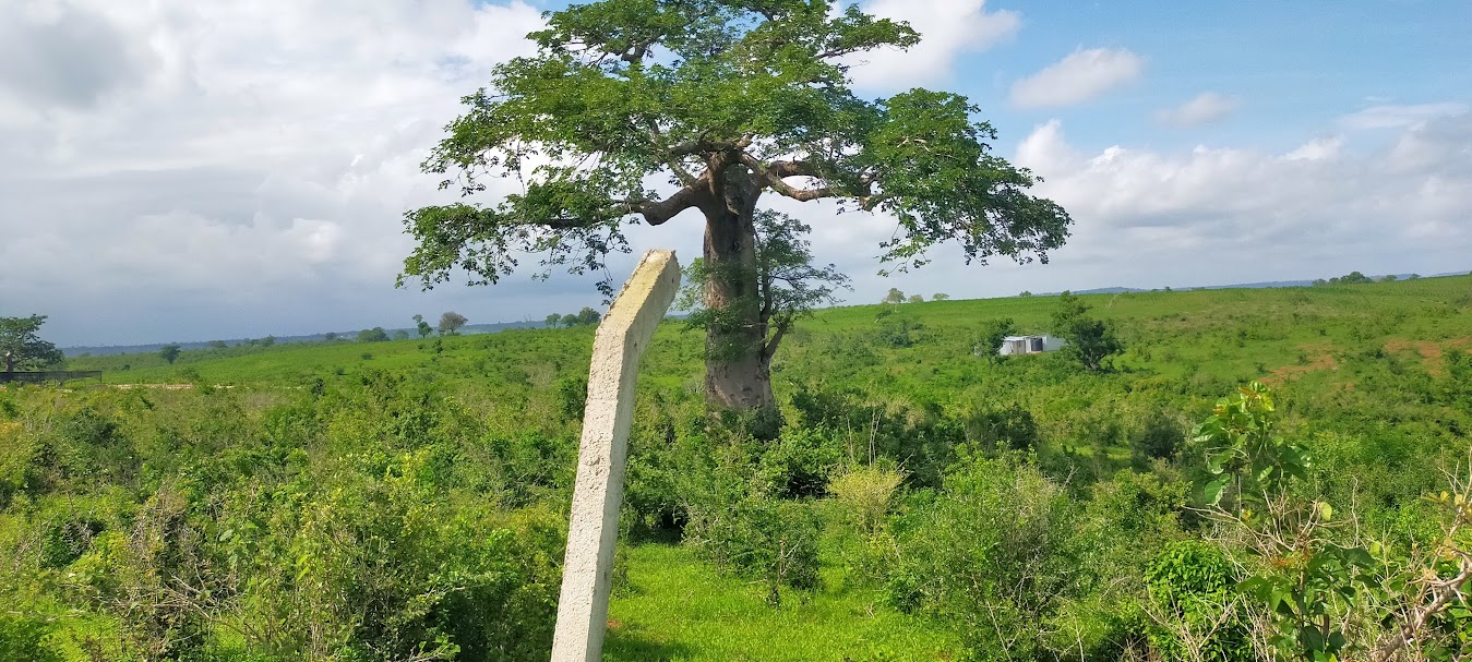 oppo_0